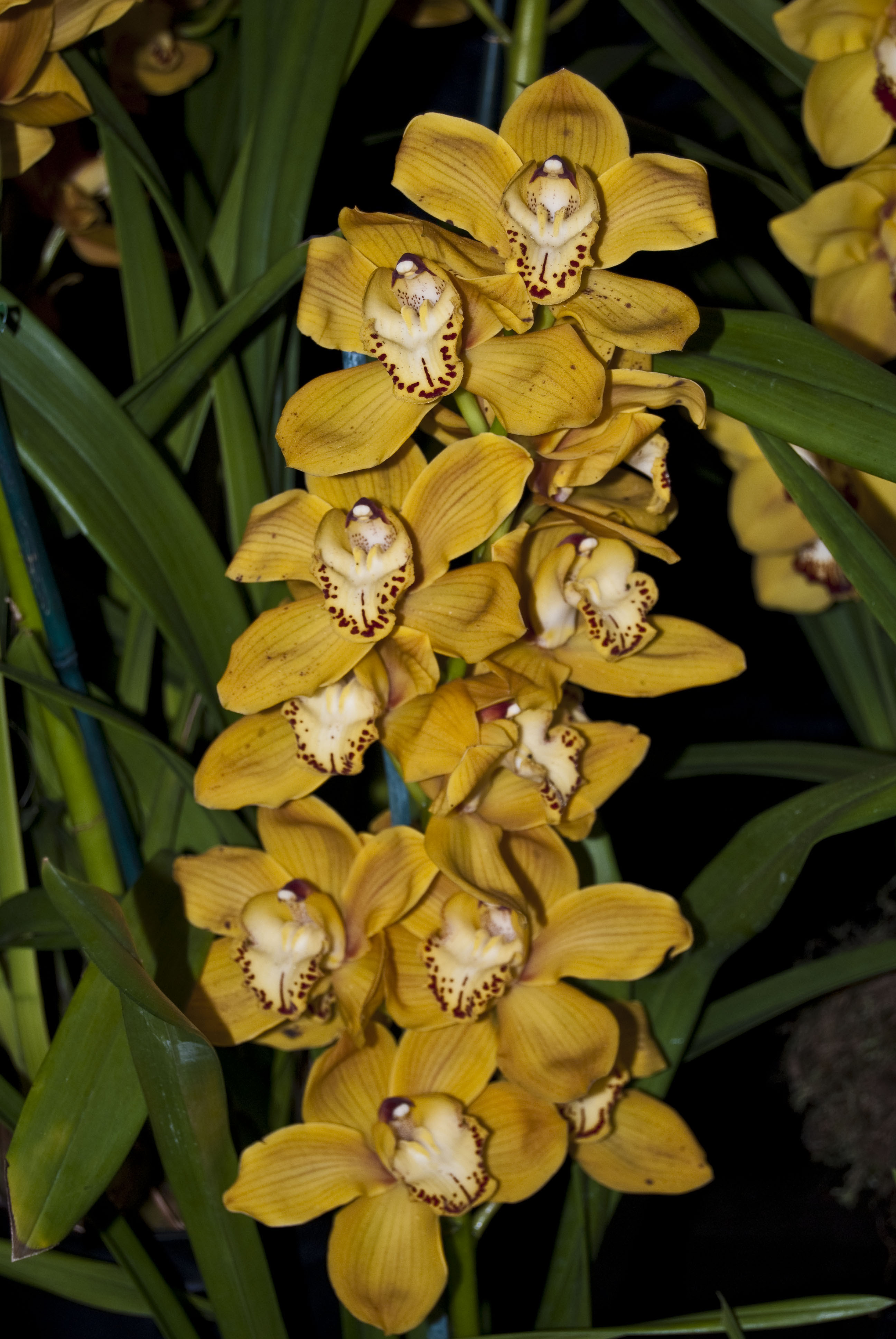 Hoa Phong Lan Vi T Vietnam Orchids Cymbidium