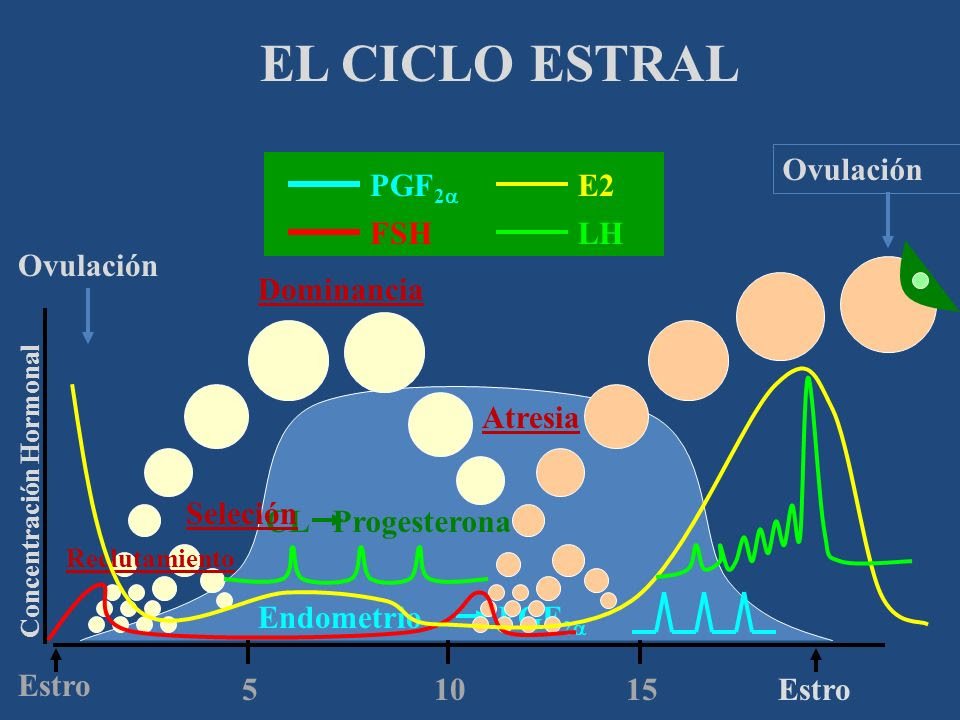 Ciclo Estral De Las Vacas 3239