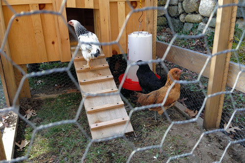 chickens 1