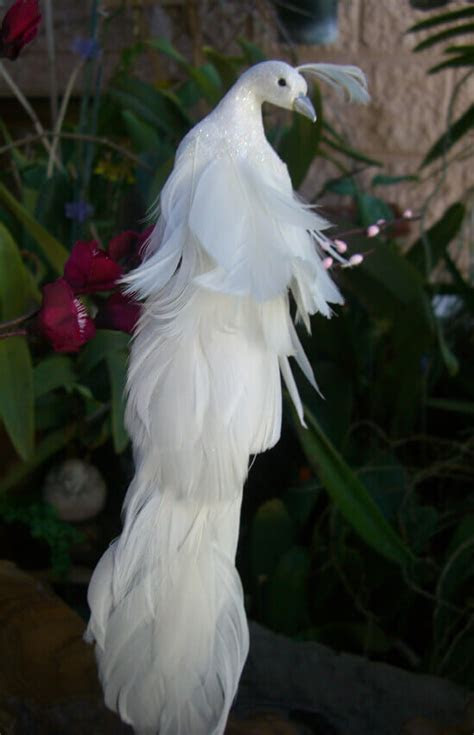 White Peacock 11in White Peacock 11in