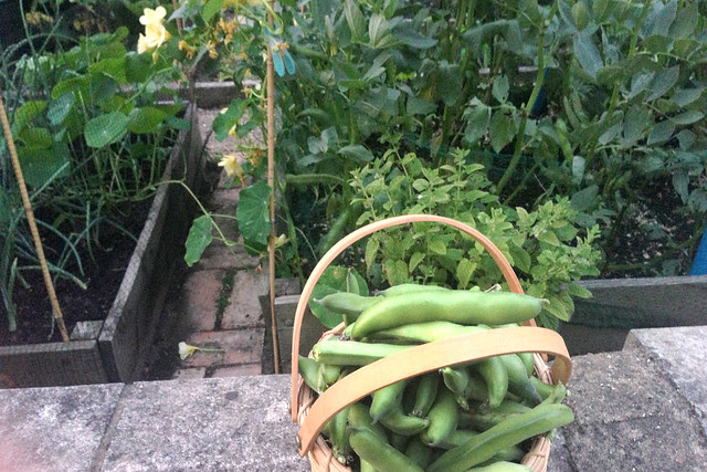 Picked beans