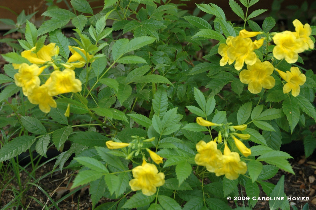 Esperanza "Yellow Bells" (Tecoma stans)