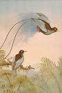 musyawarah burung 3