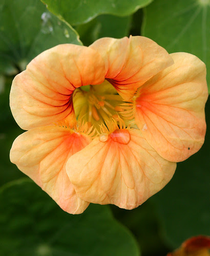 nasturtium evelyn generation 2