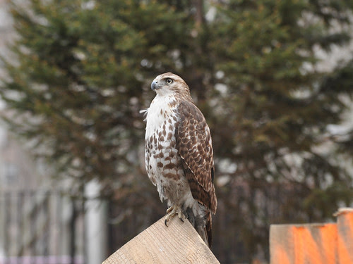 Red-Tail in the Projects