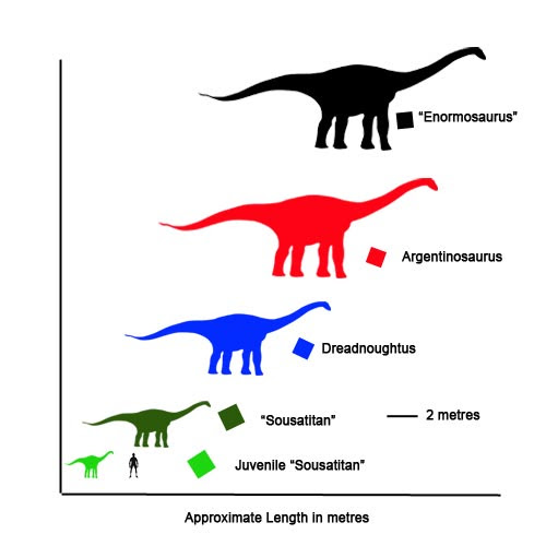 titanosaurus bones