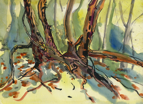 October 2013: Hidden Villa Trees by apple-pine