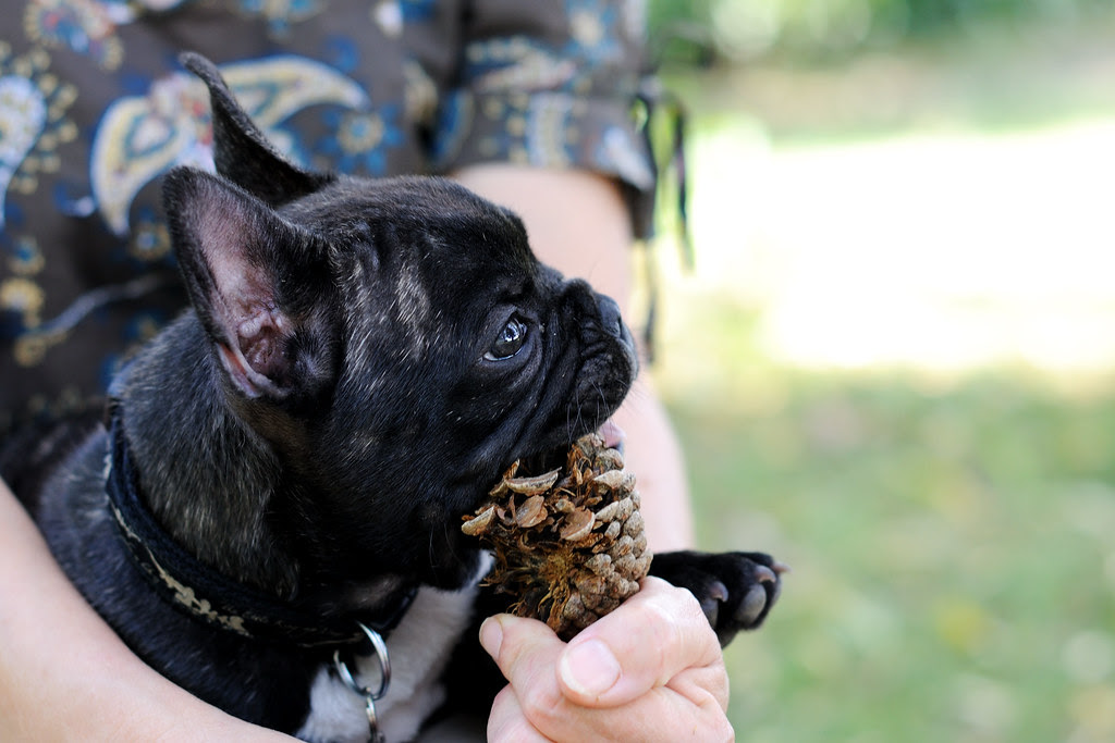 Griffin, bouledogue français