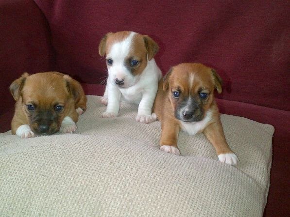 Chihuahua Jack Russell Mix For Sale Near Me - Pets Lovers