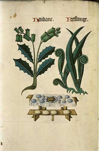 Henbane and Hart's Tongue. Table, laid, Animal on pewter dish. Benches.