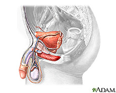 Illustration of male reproductive and urinary anatomy