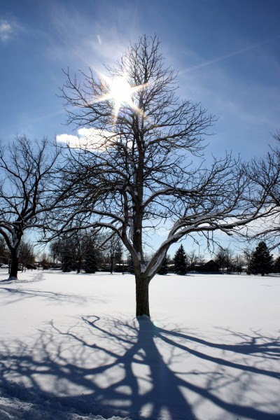Sun Through Winter Tree Branches - Free High Resolution Photo