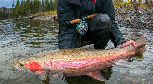 Steelhead Trout