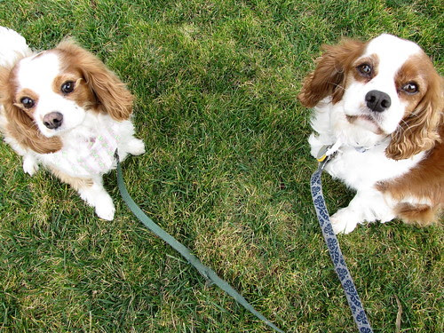 MyDoggies