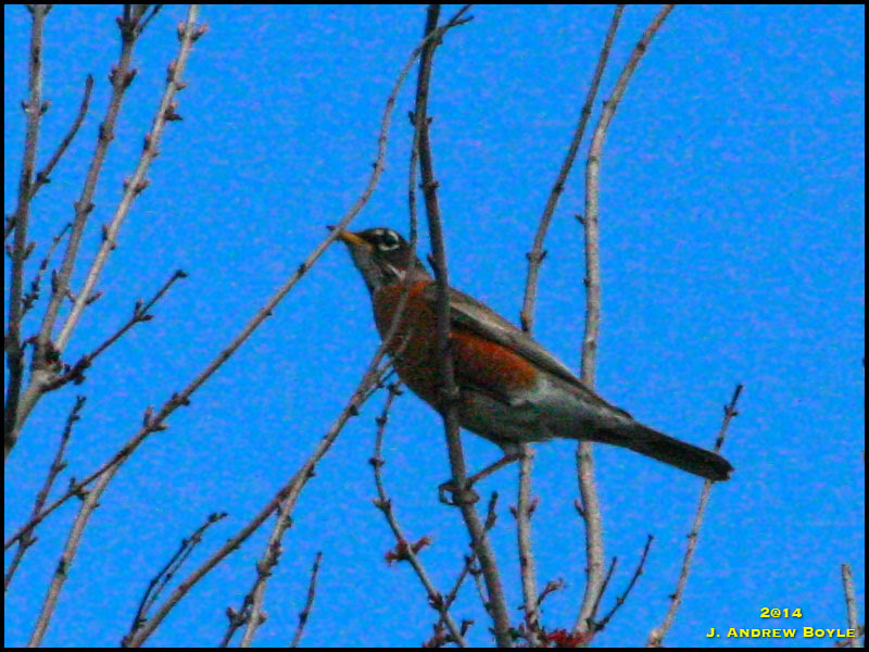 American Robin American Robin
