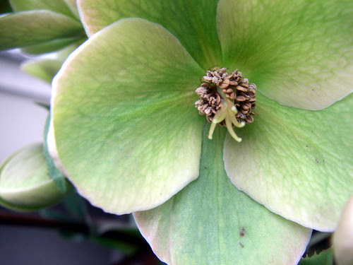 helleborus