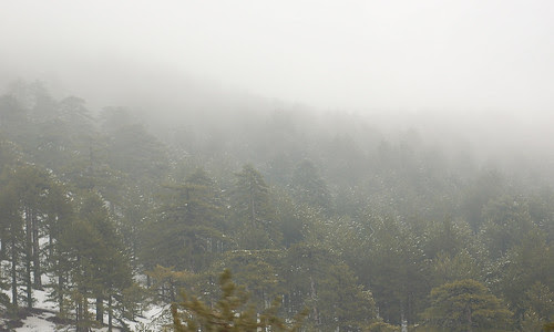Trodos in a Cloud