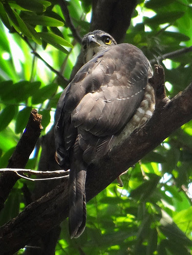 鳳頭蒼鷹/無限台南