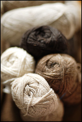 Shetland Browns