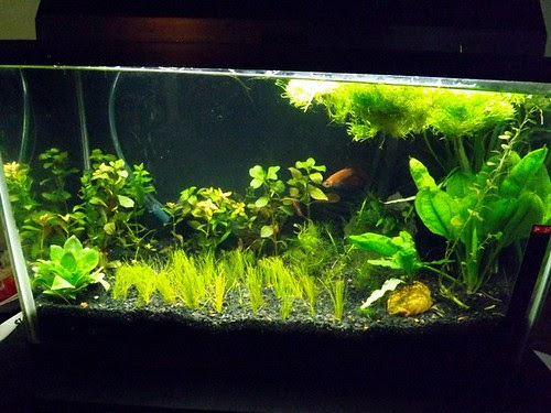 planted 10 gallon