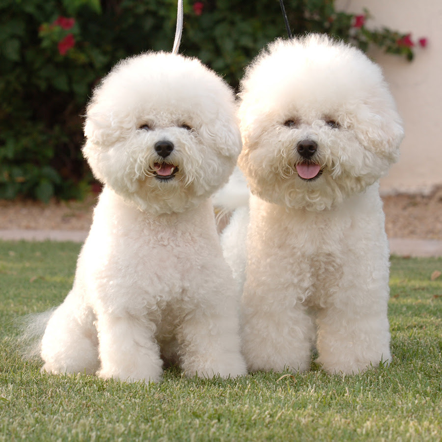 これまでで最高の白い ふわふわ 犬 名前 最高の花の画像