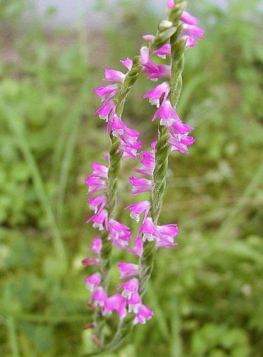 最新7 月 4 日 誕生 花 すべての美しい花の画像