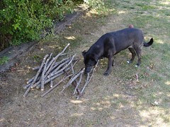 dogs in the sun 08