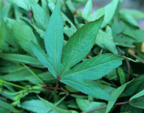 five-lobed Roselle leaves