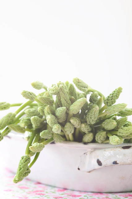 wild asparagus