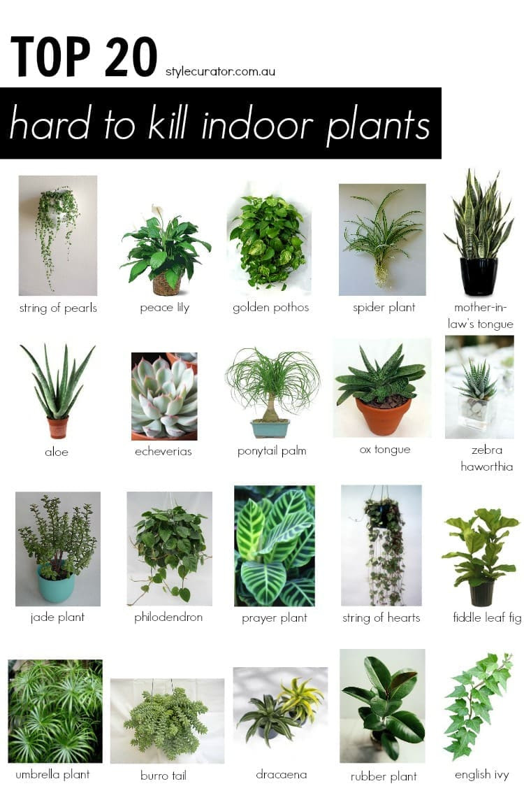26 Best House Plant Names With Pictures - garden plants