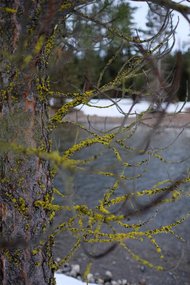 Copyright Ron Martinsen - ALL RIGHTS RESERVED