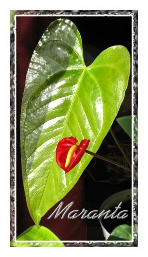 anthurium anthurium