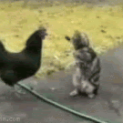Pollo vs gato
