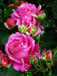 Прекрасные розы любви