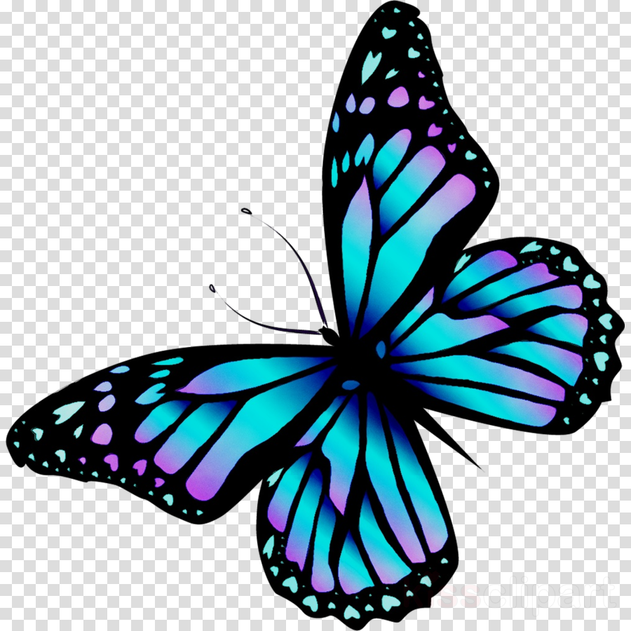 Download Blue Monarch Butterfly Png Png Gif Base