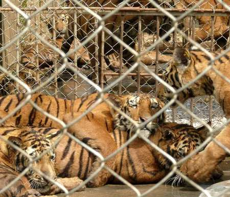 tiger farms