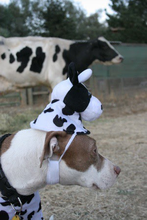 Cruelty to pit bulls