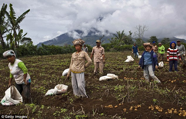 Villagers harvest potatoes at their field, located just less than four kilometers from the erupting mount Sinabung