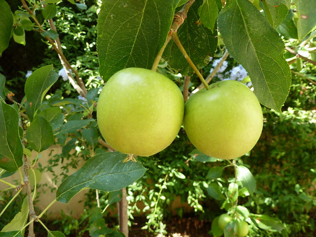 par de manzanas