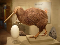 kiwi burd, and egg