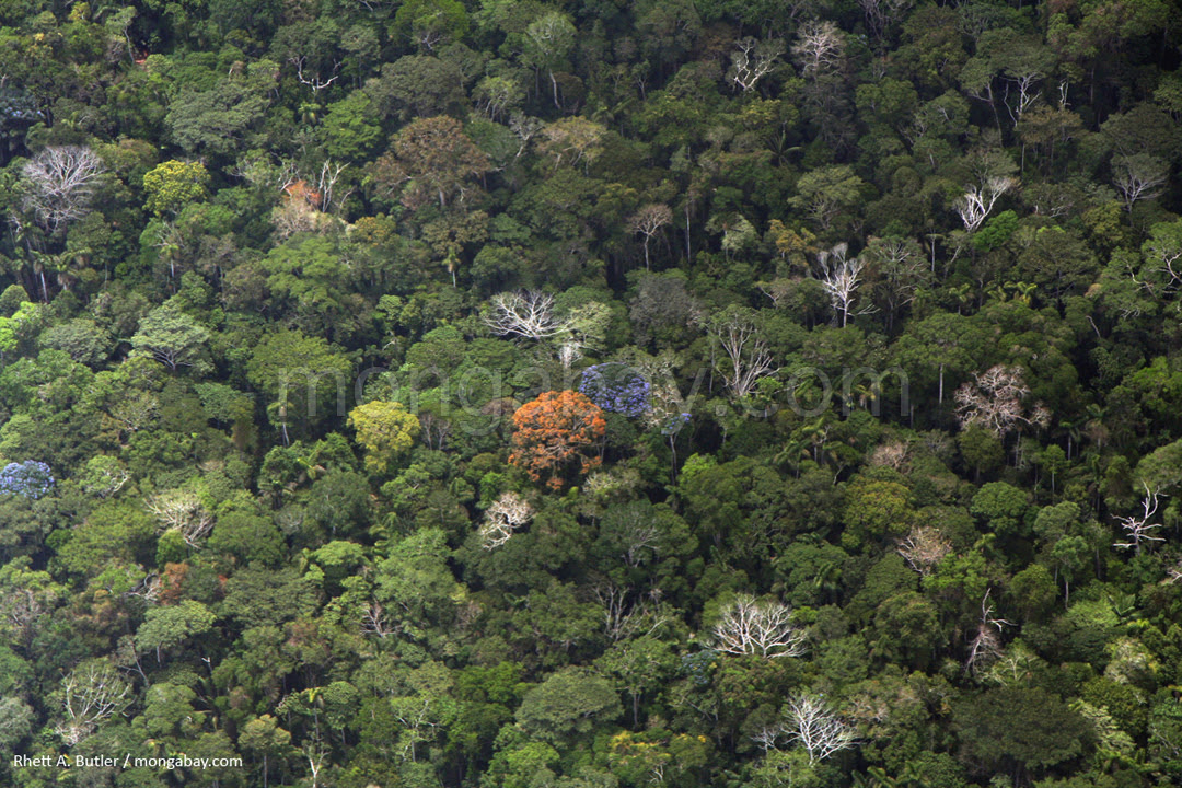 Kanopi hutan hujan amazon