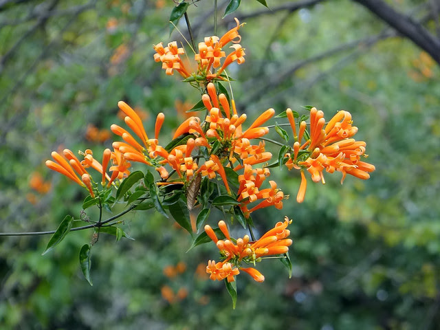 炮仗花/無限台南