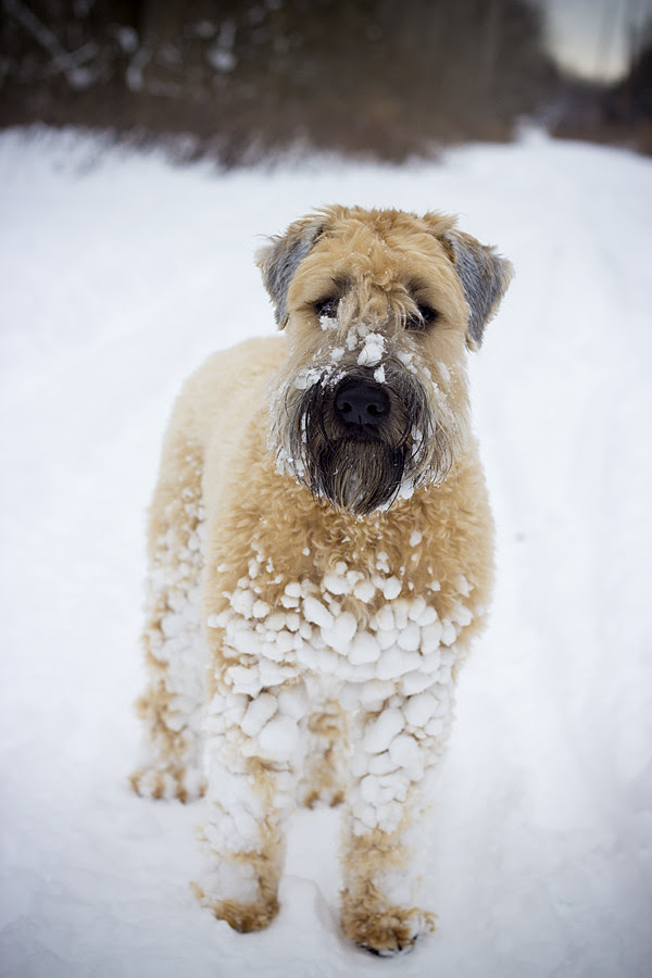 snowyhobbes