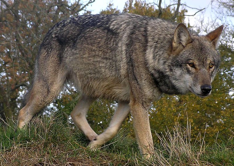 File:Lunca-European-Wolf.jpg