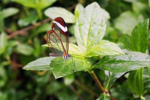 vlinder hortus botanicus