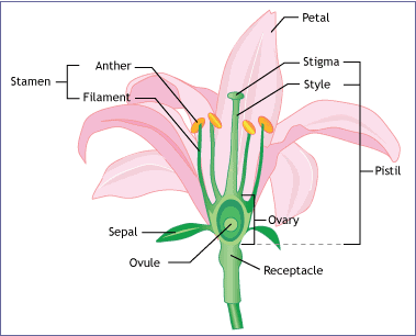 Stamenflower Consistsfilament Anther Anther | World