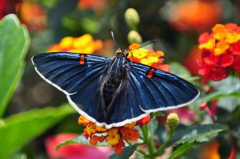 Por: Mexican Butterflies