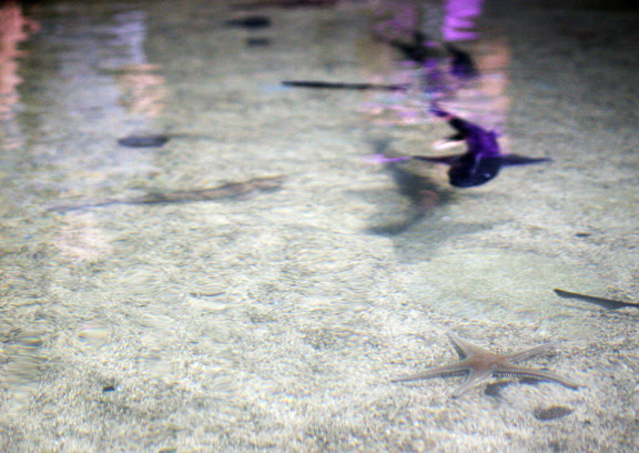 aquarium sharks