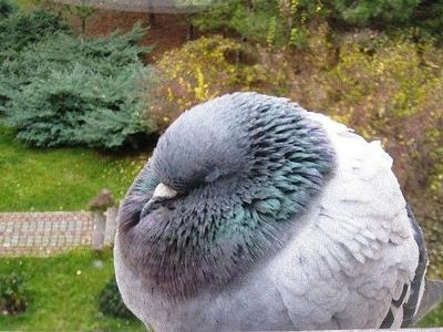 心に強く訴える平和 象徴 動物 最高の動物画像