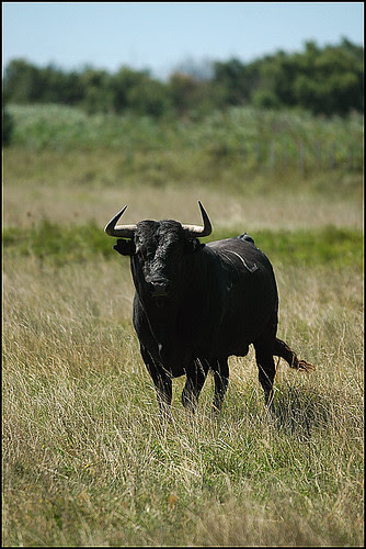 Toro de Yonet